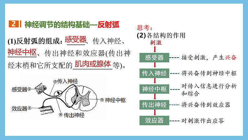 人教版高二生物选择性必修一 2.2 《神经调节的基本方式》课件第8页