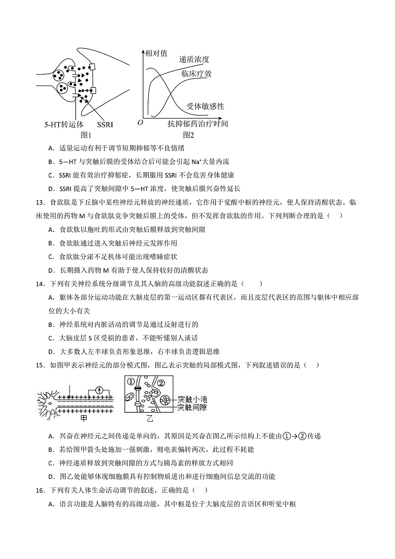 人教版高二生物选择性必修一 第2章 《神经调节》分层练习(原卷+解析卷)03