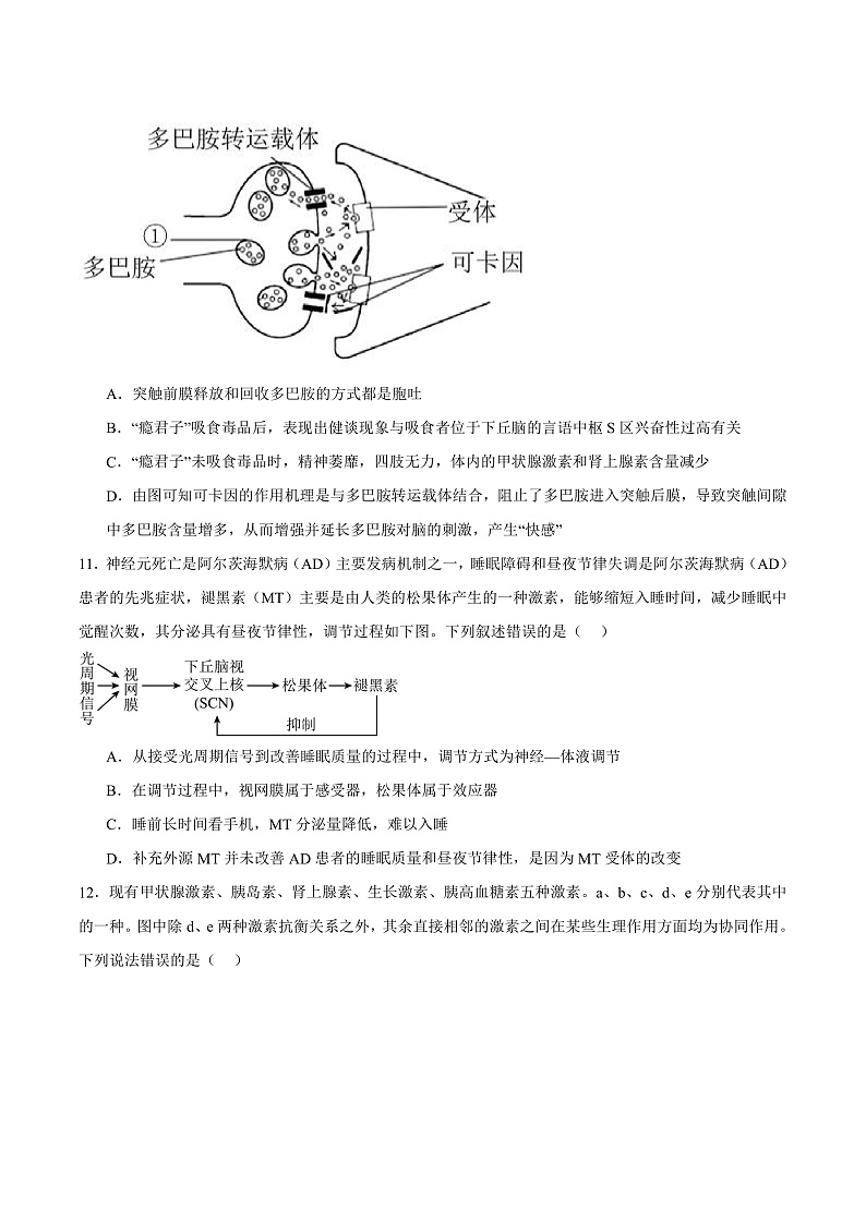 人教版高二生物选择性必修一 3.1.2 《内分泌系统的组成和功能》分层练习(原卷+解析卷)03