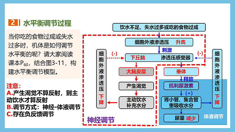 人教版高二生物选择性必修一 3.3.2 《水和无机盐平衡的调节》课件07