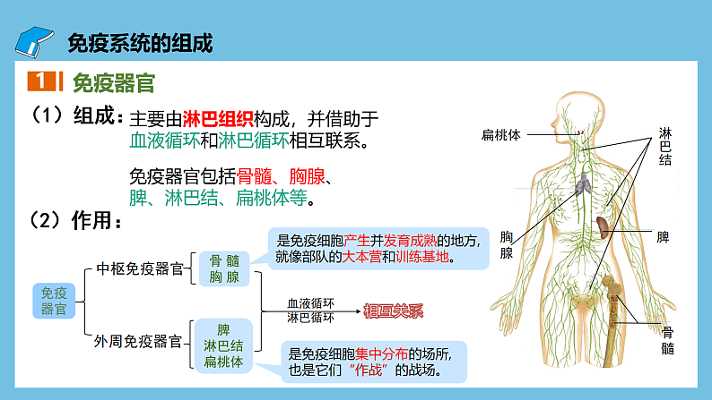 人教版高二生物选择性必修一 4.1 《免疫系统的组成和功能》课件06
