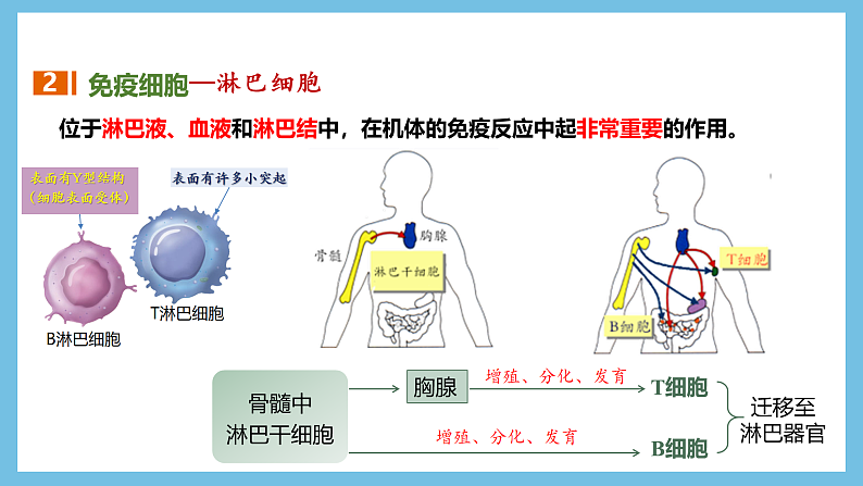 人教版高二生物选择性必修一 4.1 《免疫系统的组成和功能》课件08