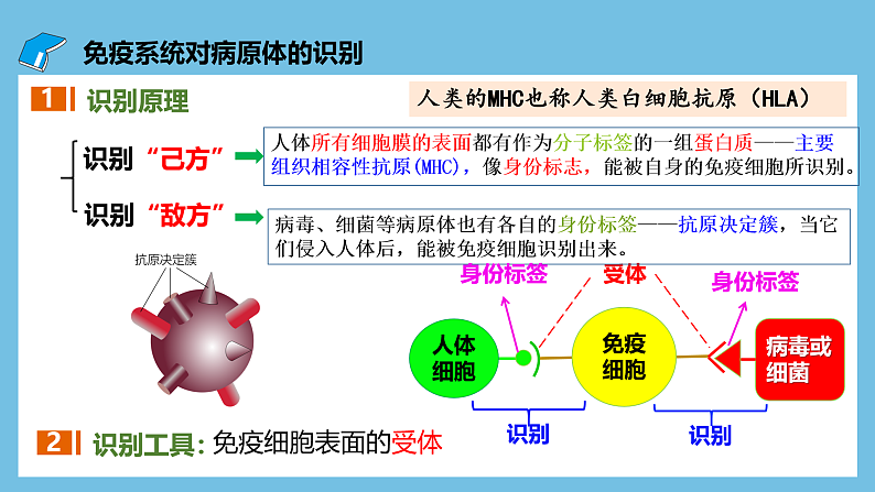 人教版高二生物选择性必修一 4.2.1 《体液免疫》课件06