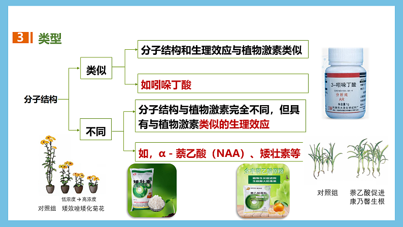 人教版高二生物选择性必修一 5.3 《植物生长调节剂的应用》课件06