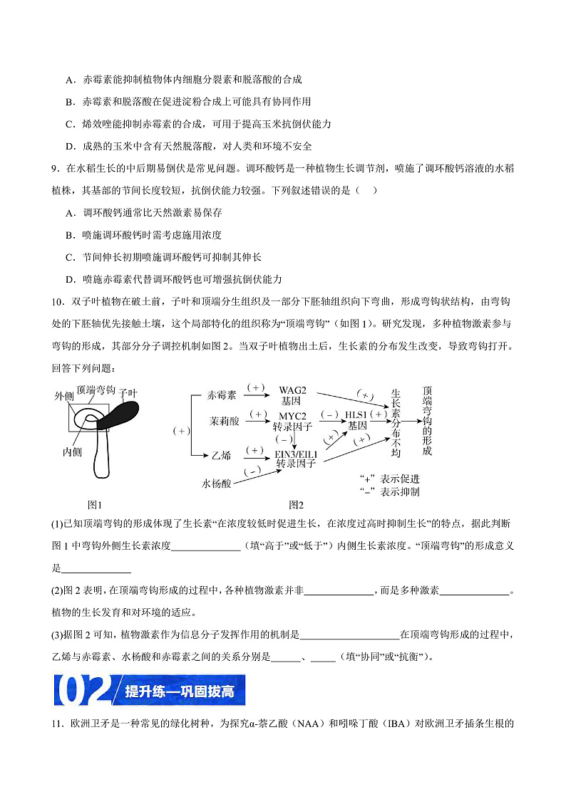 人教版高二生物选择性必修一 5.3 《植物生长调节剂的应用》分层练习(原卷+解析卷)03