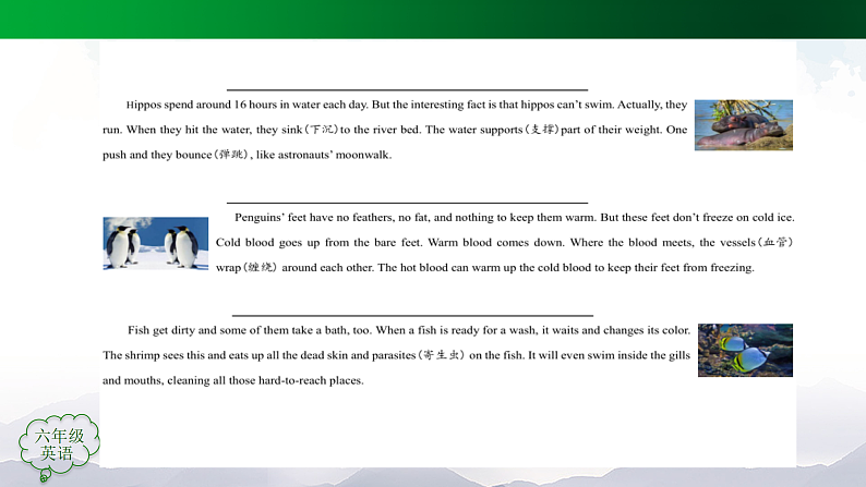 人教版(新起点)小学英语六年级上册 Revision 2 Interesting Facts About Animals 课件06
