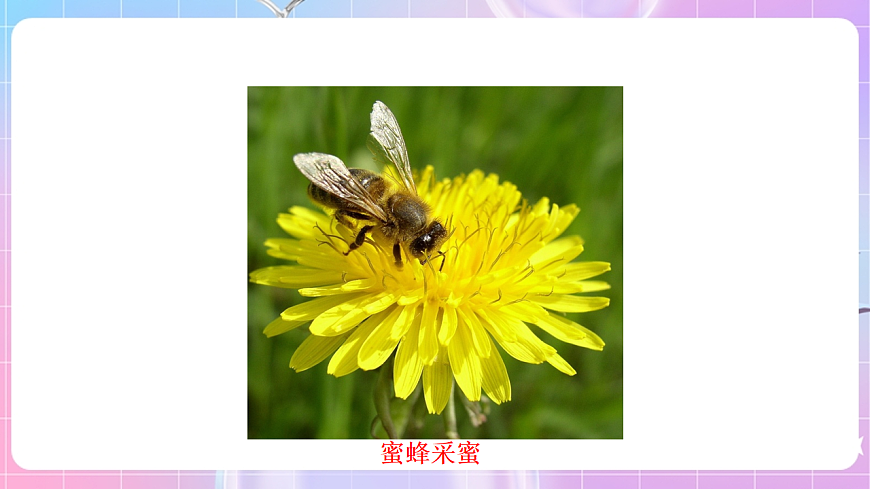 蘇科版生物八上6.18.2《動物行為的生理基礎(chǔ)》課件第6頁