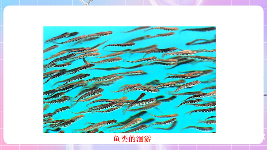 蘇科版生物八上6.18.2《動物行為的生理基礎(chǔ)》課件第7頁