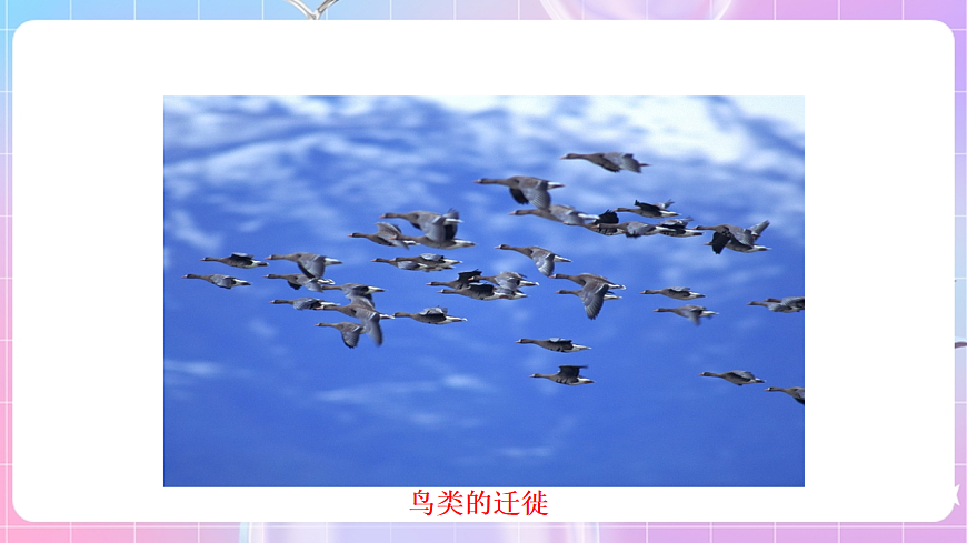 蘇科版生物八上6.18.2《動物行為的生理基礎(chǔ)》課件第8頁