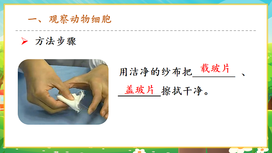 1.2.3動(dòng)物細(xì)胞課件第4頁(yè)