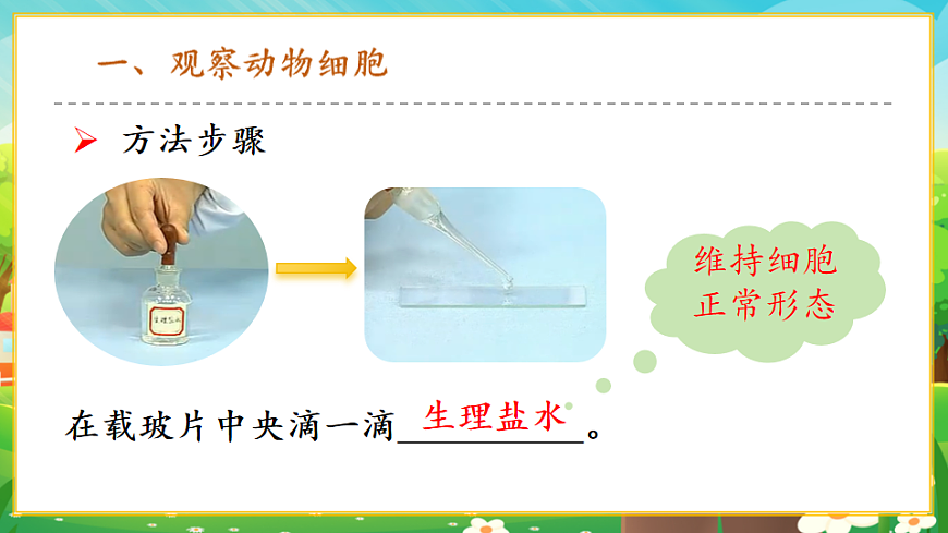1.2.3動(dòng)物細(xì)胞課件第5頁(yè)
