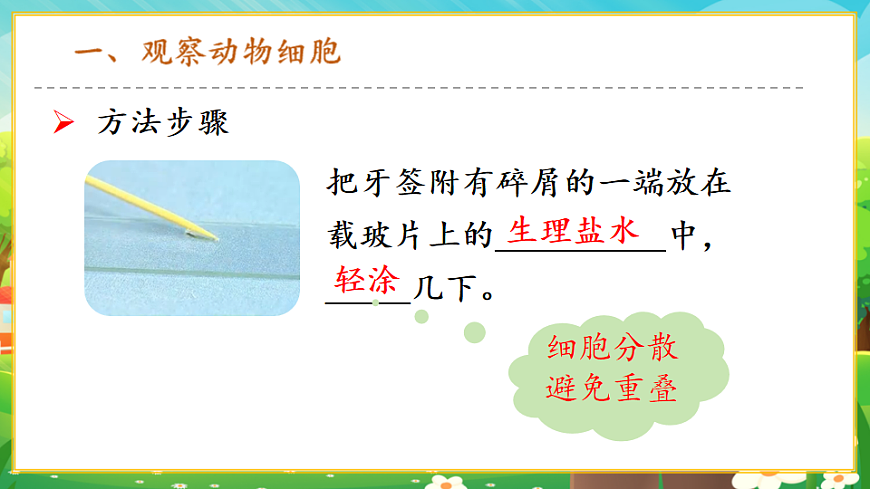 1.2.3動(dòng)物細(xì)胞課件第7頁(yè)