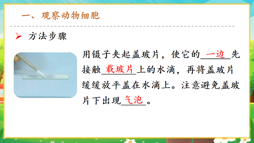 1.2.3動(dòng)物細(xì)胞課件第8頁(yè)
