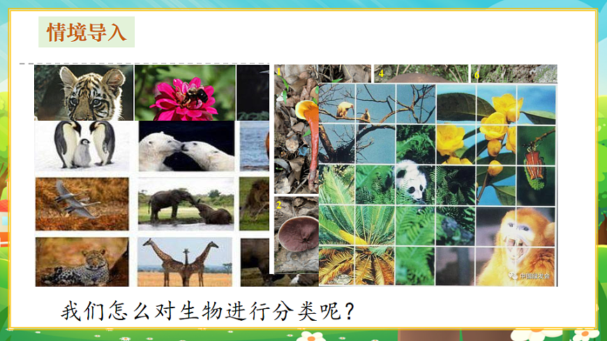 2.4.1嘗試對(duì)生物進(jìn)行分類課件第3頁(yè)