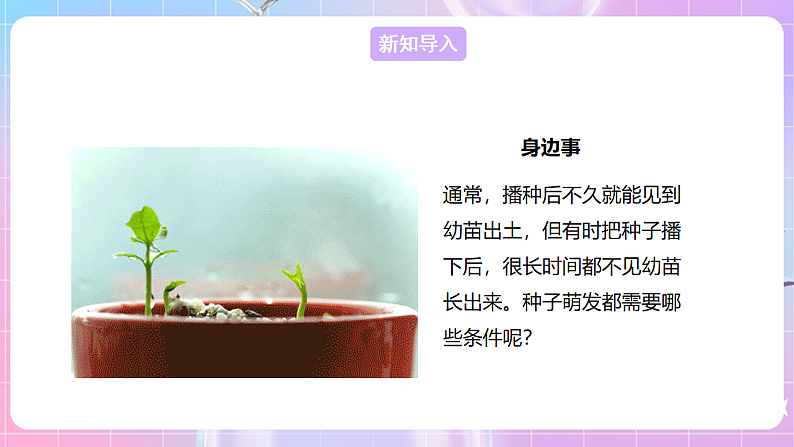 【新课标】冀少版生物八上3.1.2《种子萌发的条件》课件第3页