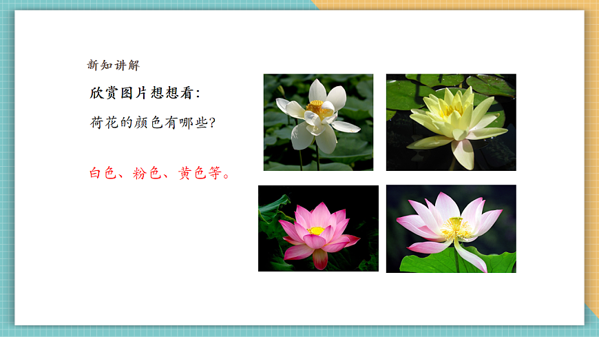 嶺南版四年級美術上冊第四單元第11課《美麗的荷塘》課件第6頁