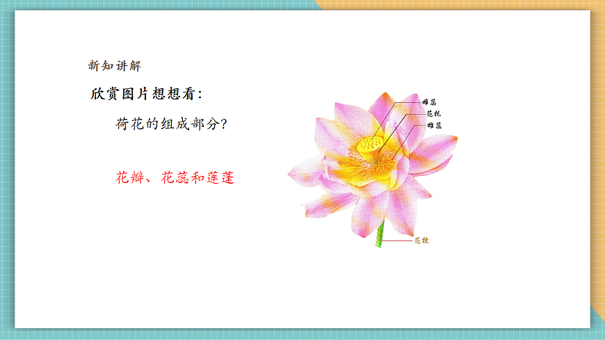 嶺南版四年級美術上冊第四單元第11課《美麗的荷塘》課件第7頁