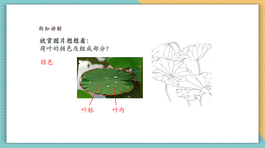 嶺南版四年級美術上冊第四單元第11課《美麗的荷塘》課件第8頁