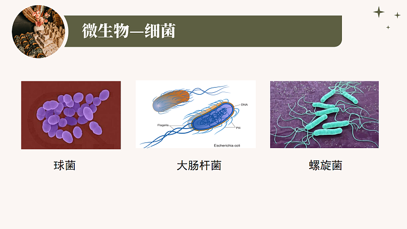 人教版生物七年级上册2.3.1《微生物的分布》课件05