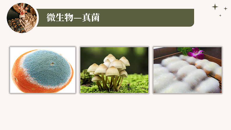 人教版生物七年级上册2.3.1《微生物的分布》课件06