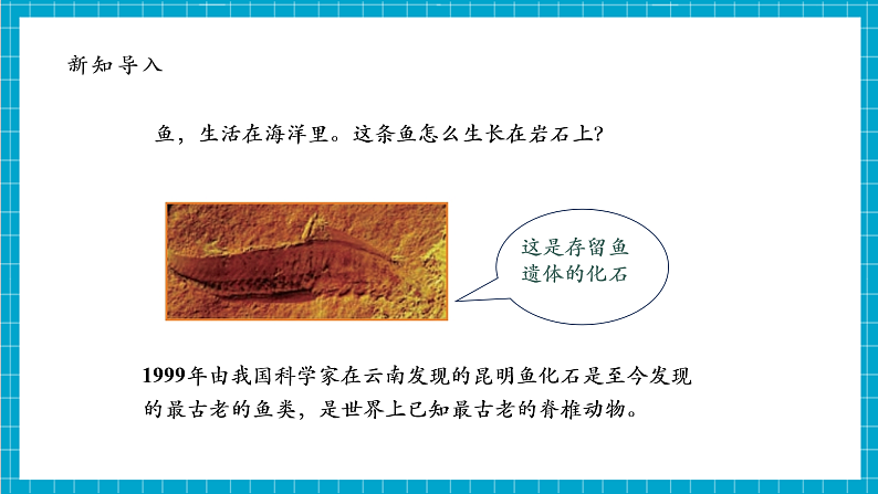 【大单元整体教学】2.6《古代生物的多样性》课时课件第6页