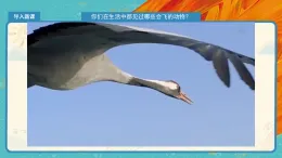人教版（2024）美術(shù)一上第9課《我在空中飛》精品課件2022