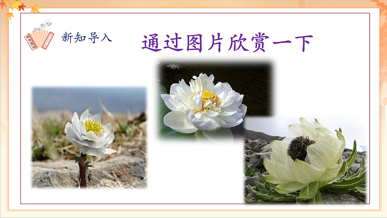 【新课标】人音版音乐二年级下册-《我爱雪莲花》课件第5页