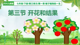 3.1.3开花和结果（课件）-2024-2025学年七年级生物下册（人教版2024）