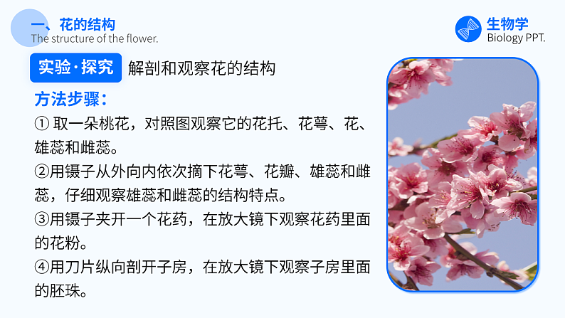 第三节 开花和结果 课件第7页