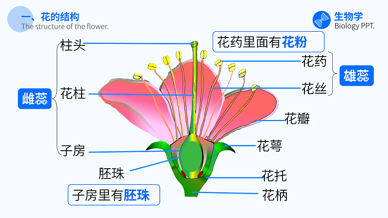 第三节 开花和结果 课件第8页