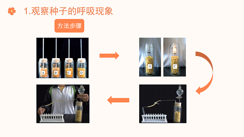 【核心素养目标】济南版初中生物七年级下册3.1.4《植物通过呼吸作用为生命活动提供能量》课件第7页