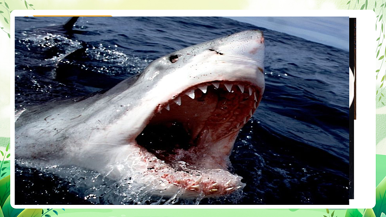 沪教版生物八下4.2.1《脊椎动物(一)鱼类》课件第6页