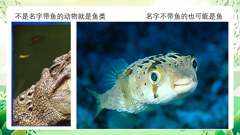 沪教版生物八下4.2.1《脊椎动物(一)鱼类》课件第7页