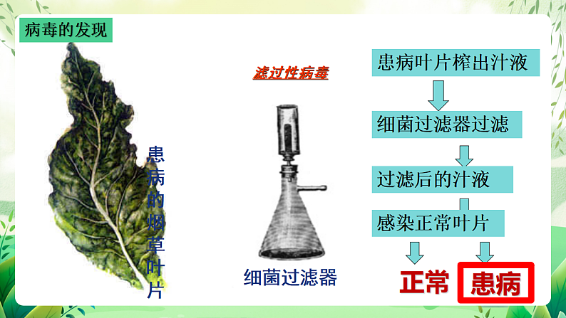 沪教版生物八下4.3.1《微生物(三)病毒》课件第4页