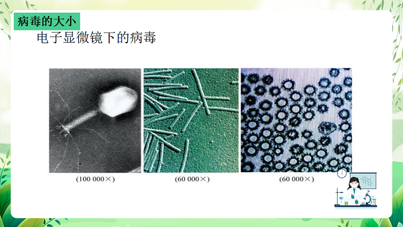 沪教版生物八下4.3.1《微生物(三)病毒》课件第6页