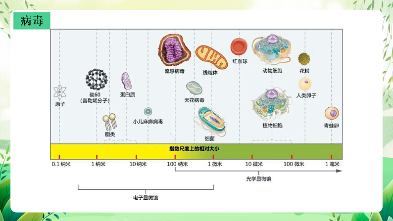 沪教版生物八下4.3.1《微生物(三)病毒》课件第8页