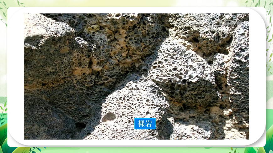 滬教版生物八下5.3《生態(tài)系統(tǒng)的穩(wěn)定性》課件第3頁