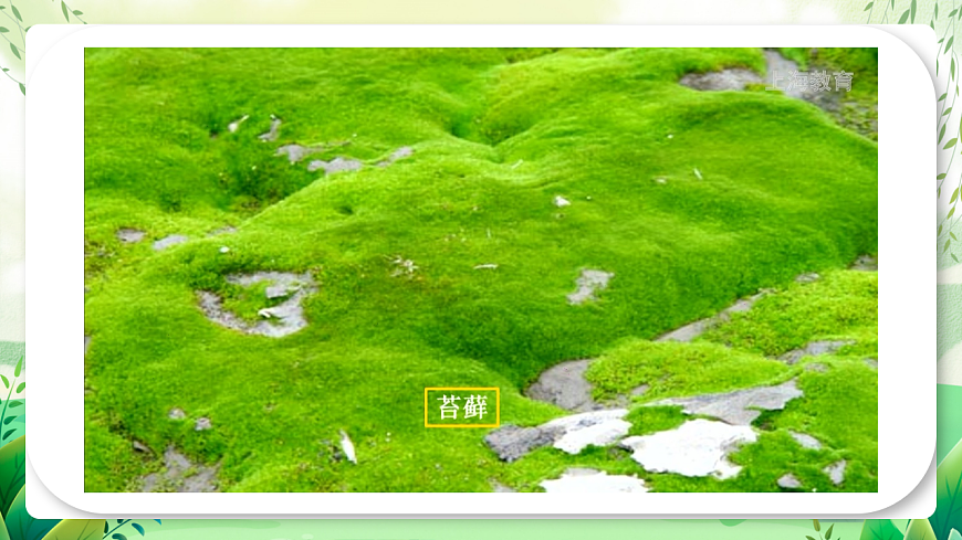 滬教版生物八下5.3《生態(tài)系統(tǒng)的穩(wěn)定性》課件第5頁
