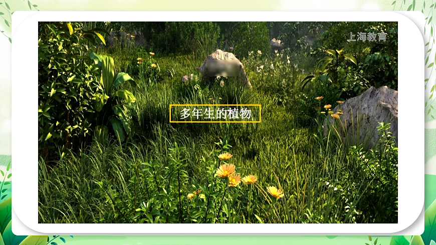 滬教版生物八下5.3《生態(tài)系統(tǒng)的穩(wěn)定性》課件第6頁
