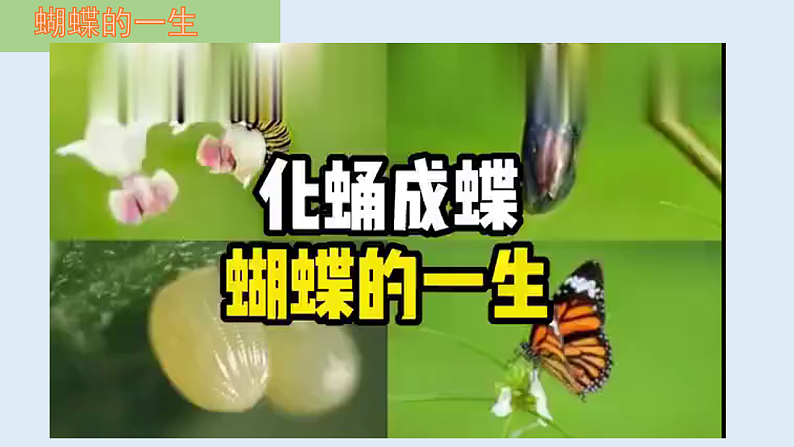 人教版初中生物八下 第一章生物的生殖和发育 1.2《昆虫的生殖和发育》课件第5页