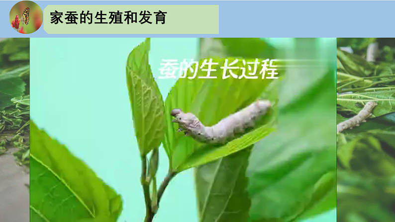 人教版初中生物八下 第一章生物的生殖和发育 1.2《昆虫的生殖和发育》课件第7页