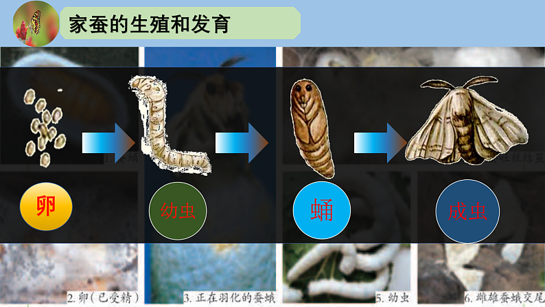 人教版初中生物八下 第一章生物的生殖和发育 1.2《昆虫的生殖和发育》课件第8页