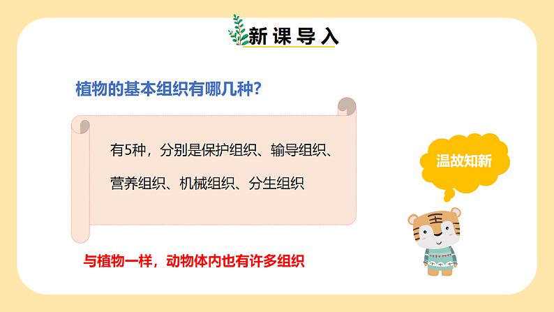 1.1《生物体的结构层次》第3课时 课件 七下新浙教版(2024)初中科学 第一章生命的结构与生殖第3页