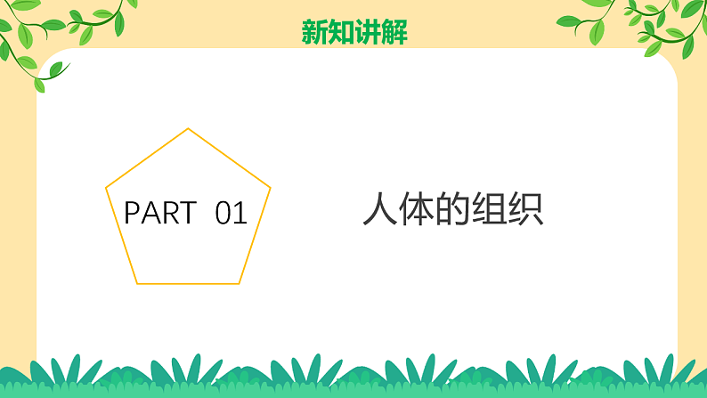 1.1《生物体的结构层次》第3课时 课件 七下新浙教版(2024)初中科学 第一章生命的结构与生殖第4页