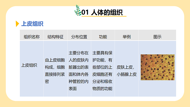 1.1《生物体的结构层次》第3课时 课件 七下新浙教版(2024)初中科学 第一章生命的结构与生殖第6页