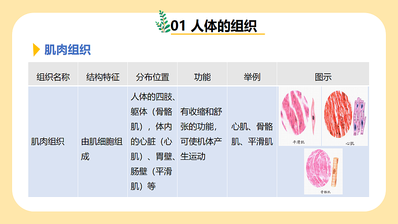 1.1《生物体的结构层次》第3课时 课件 七下新浙教版(2024)初中科学 第一章生命的结构与生殖第7页