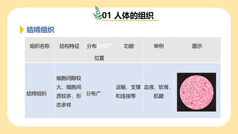 1.1《生物体的结构层次》第3课时 课件 七下新浙教版(2024)初中科学 第一章生命的结构与生殖第8页