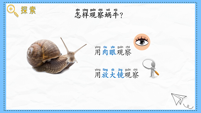 教科版科学一年级下册2.2《观察一种动物》课件第4页