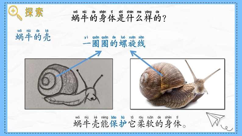教科版科学一年级下册2.2《观察一种动物》课件第6页