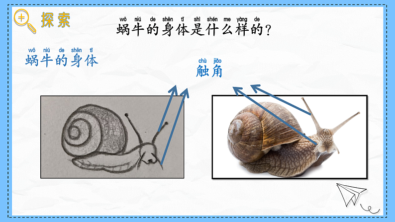 教科版科学一年级下册2.2《观察一种动物》课件第7页